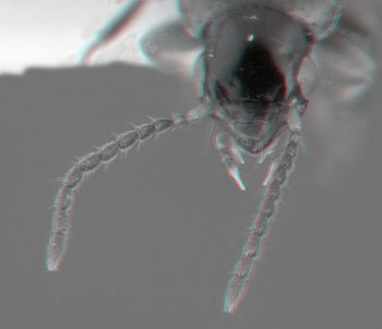 Media type: image;   Entomology 626655 Aspect: head 3D
